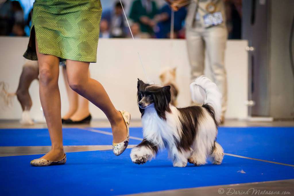 Fontana Planet Of Dream