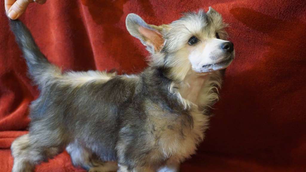 Fabian Planet Of Dream