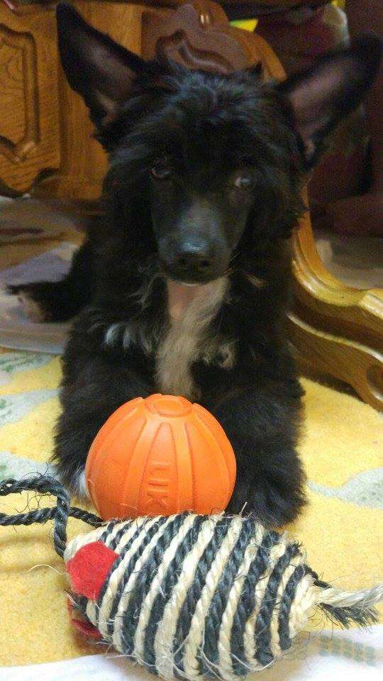 Morrison Planet Of Dream