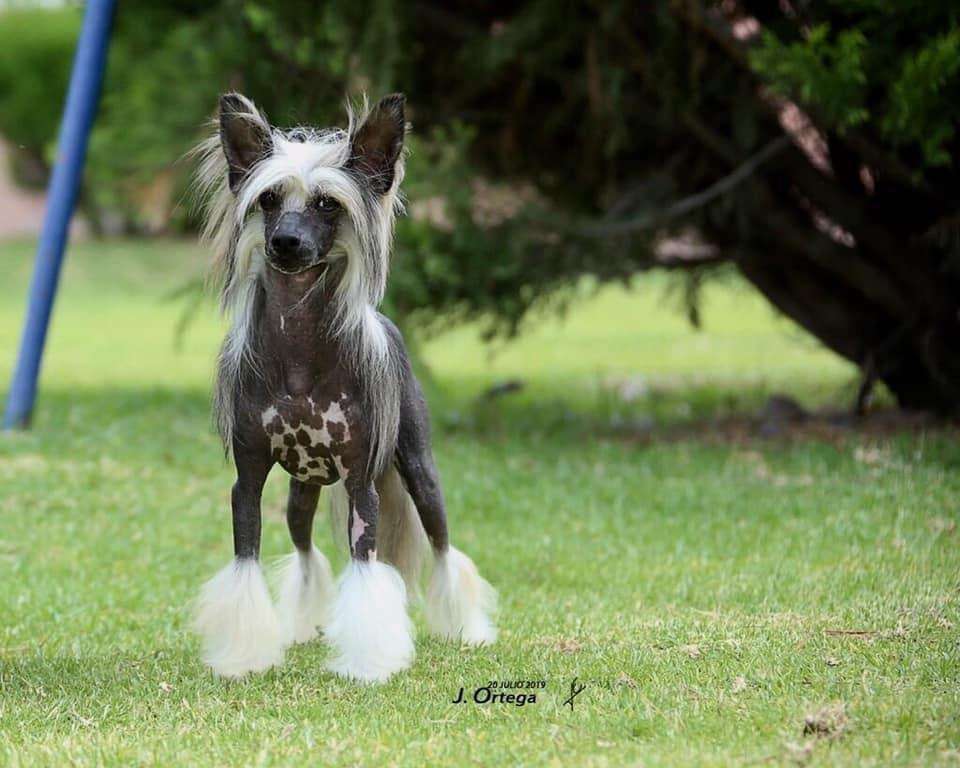 Marvels Crested LC Bentley