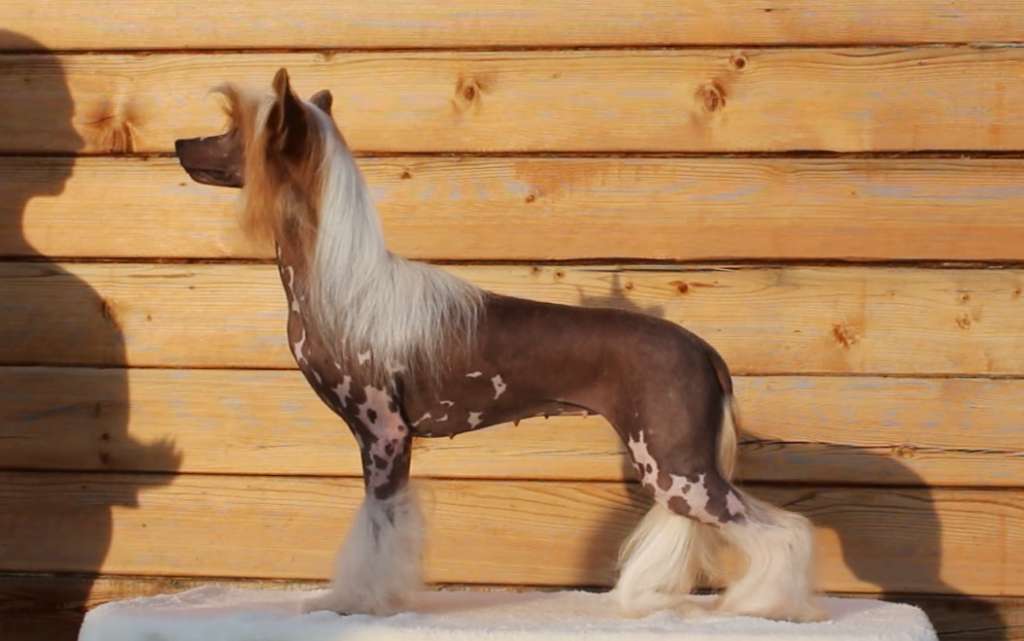 Karnelius Heavenly Fire of the Winner