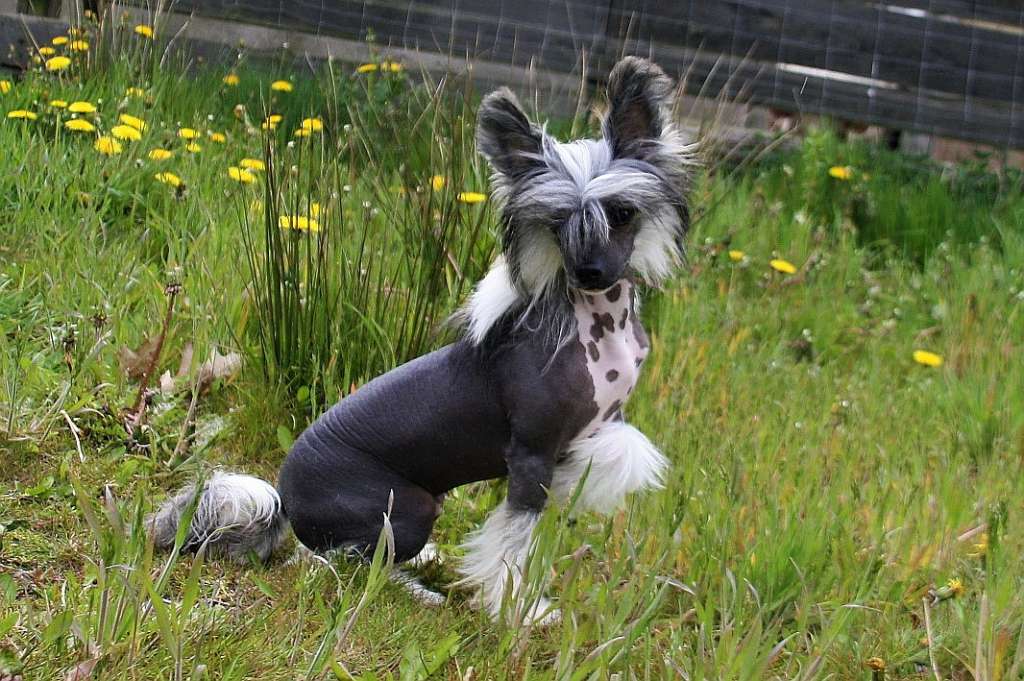 Hey Hobby Made Of Frabies Beauties