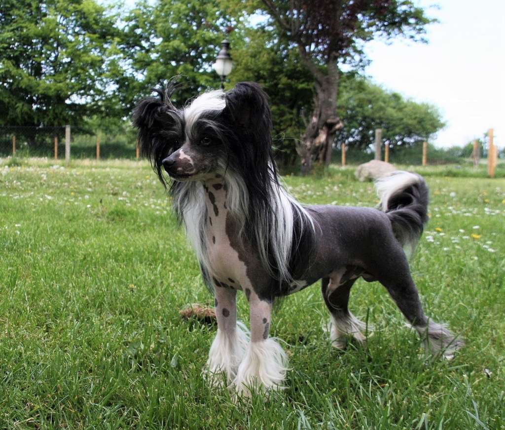 Hoka Hey Made Of Frabies Beauties