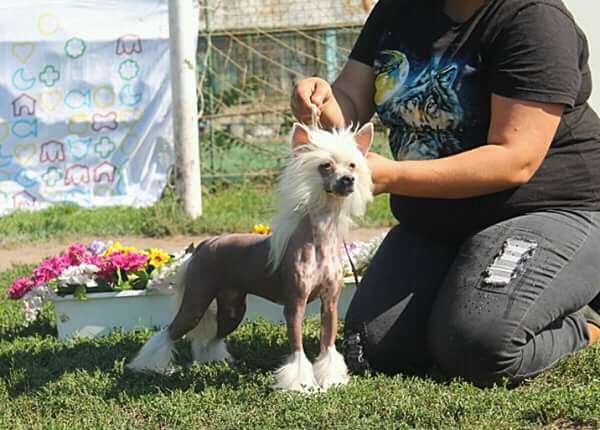 Berit Molosos Gratzi