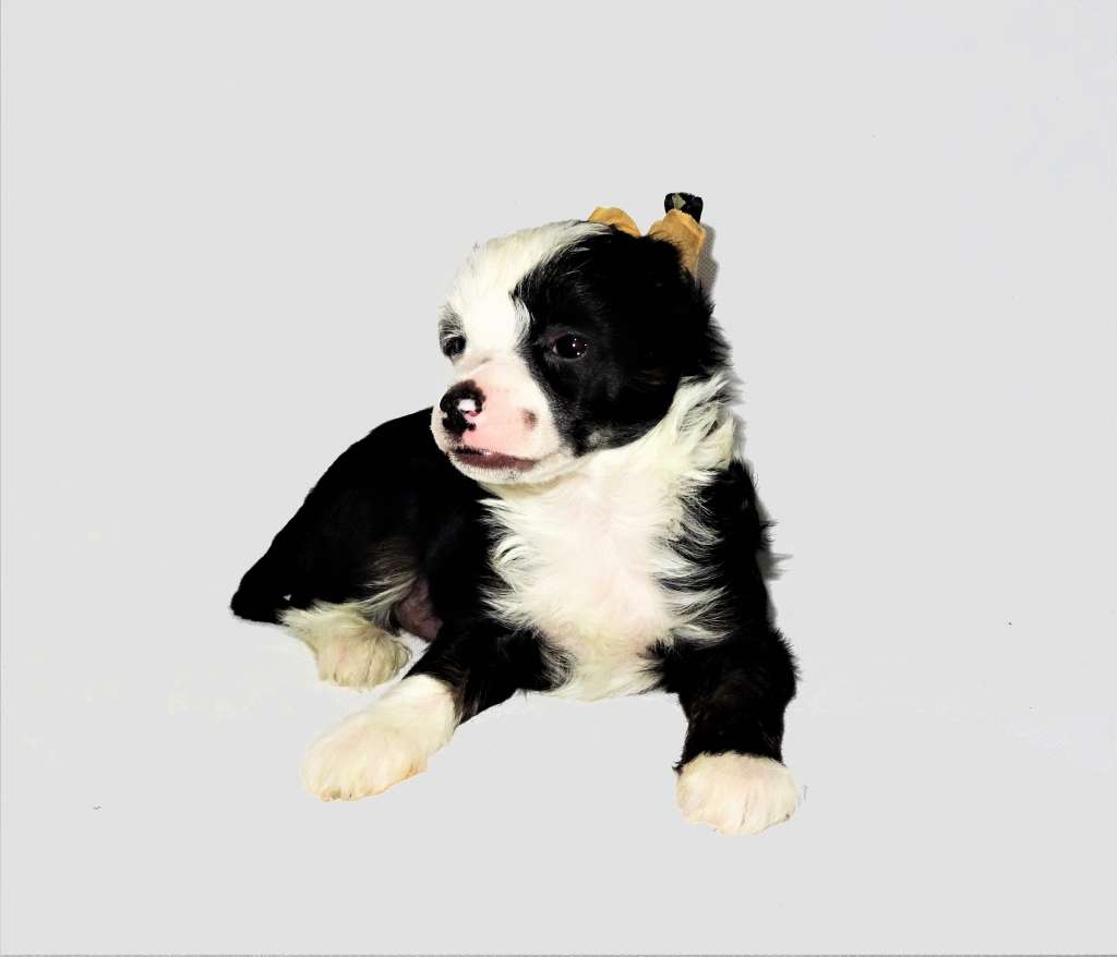 Jasper Diamond of the Night