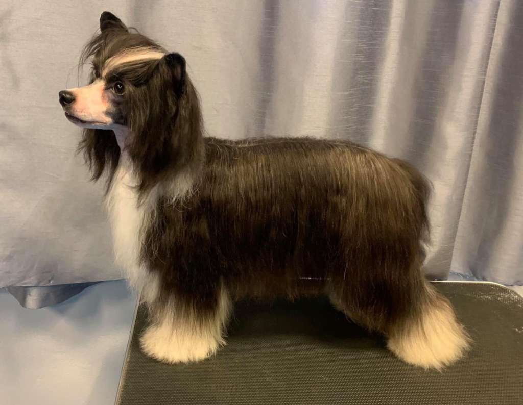 Crestilux Completely Correct