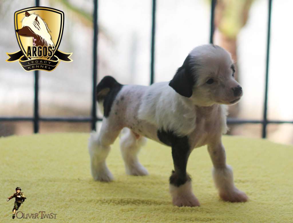 Argos' Legacy Lapinus Oliver Twist