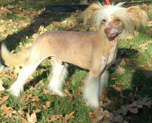 Hairicane Pup