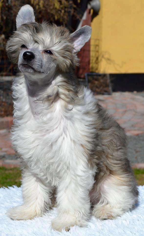 Sukadini's Achilleus d'ck