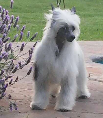 Kumiko Mei Brisa De Amor