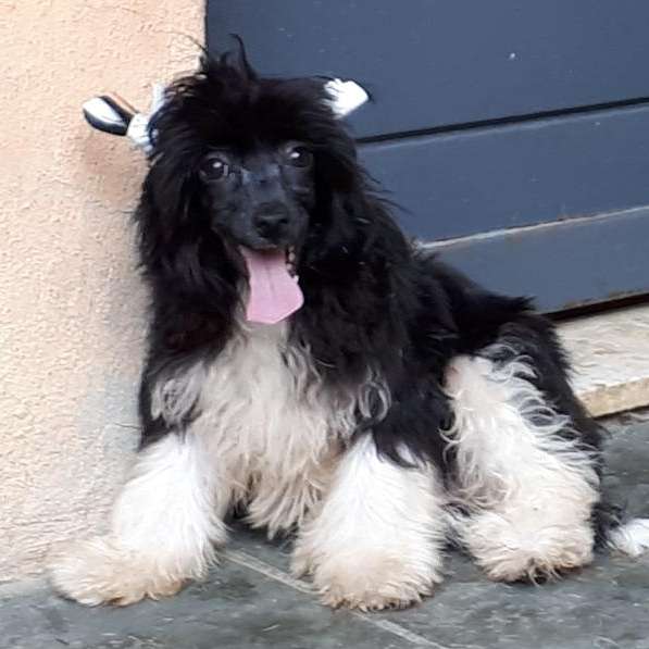 Phill Collins Pp Of Avalon Land