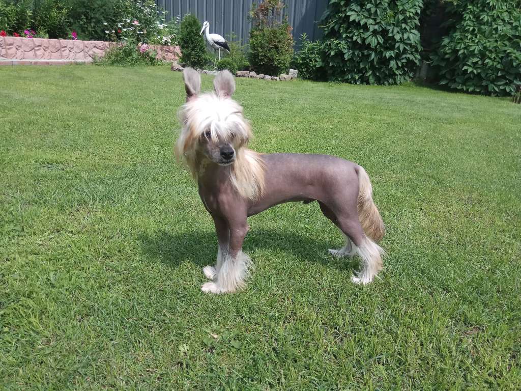 Sharol Shi Virtuos Yohu