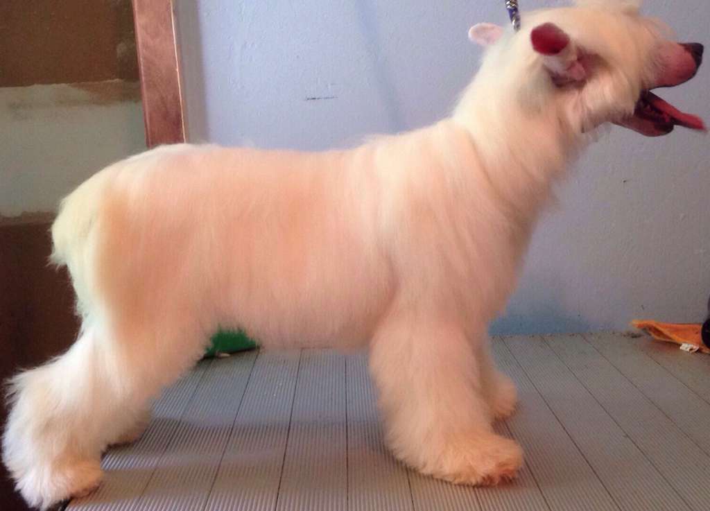 SHA's Stuntin' Like Ma Daddy