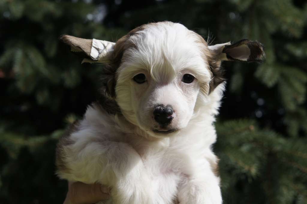 Golden Deer Jelly-Belly