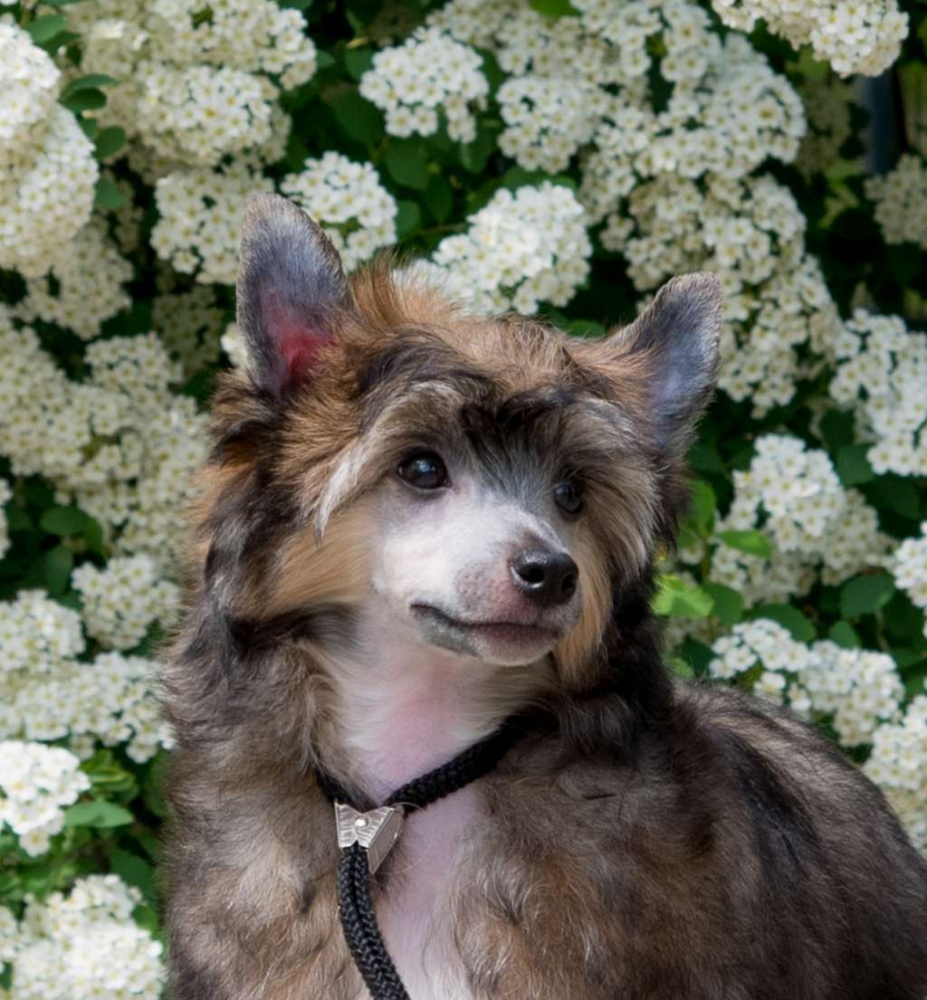 Anna Sky Kennel Latina Dancer