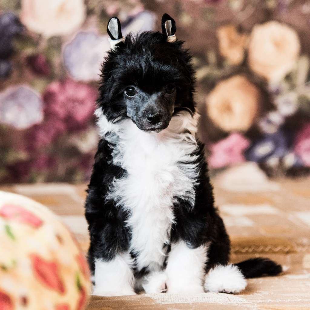 Anna Sky Kennel La Primavera