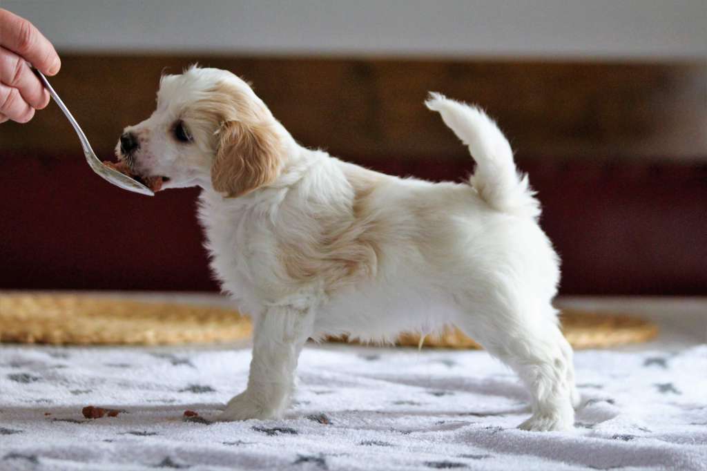 Starsky Suomen Sulho