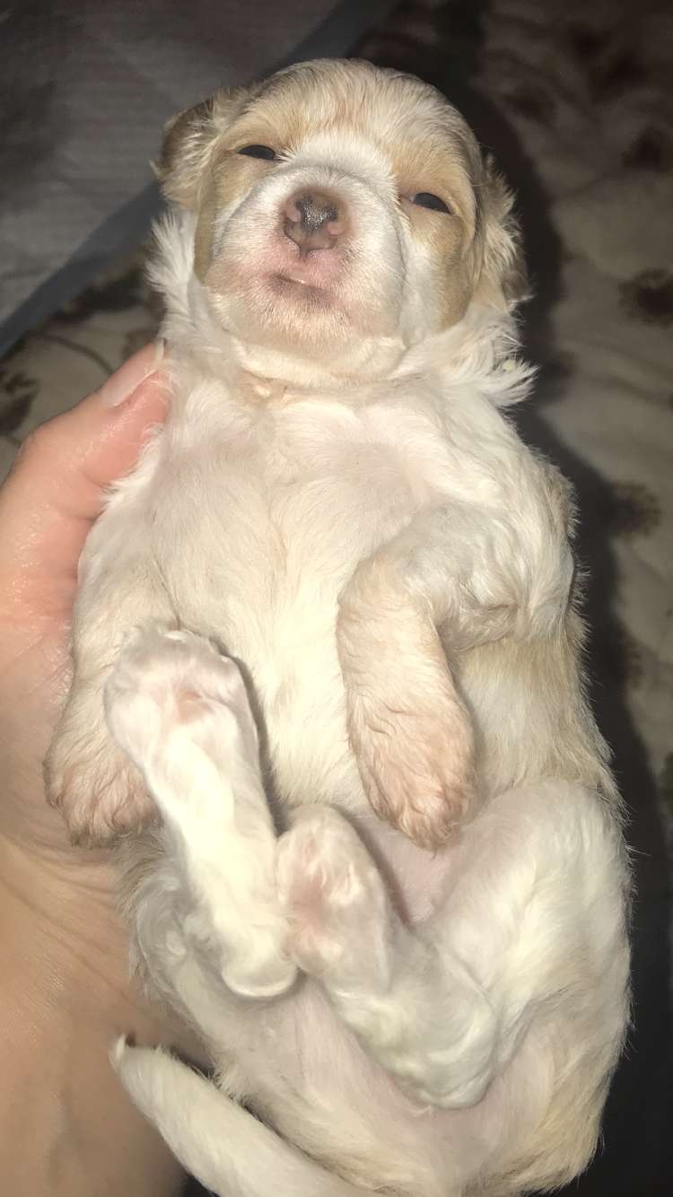 Hottie Tots Fallulah Pace