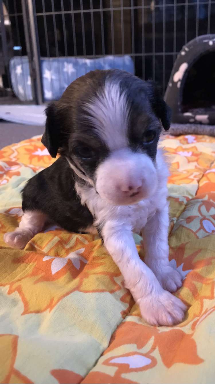 Hottie Tots Fit 4 Fight