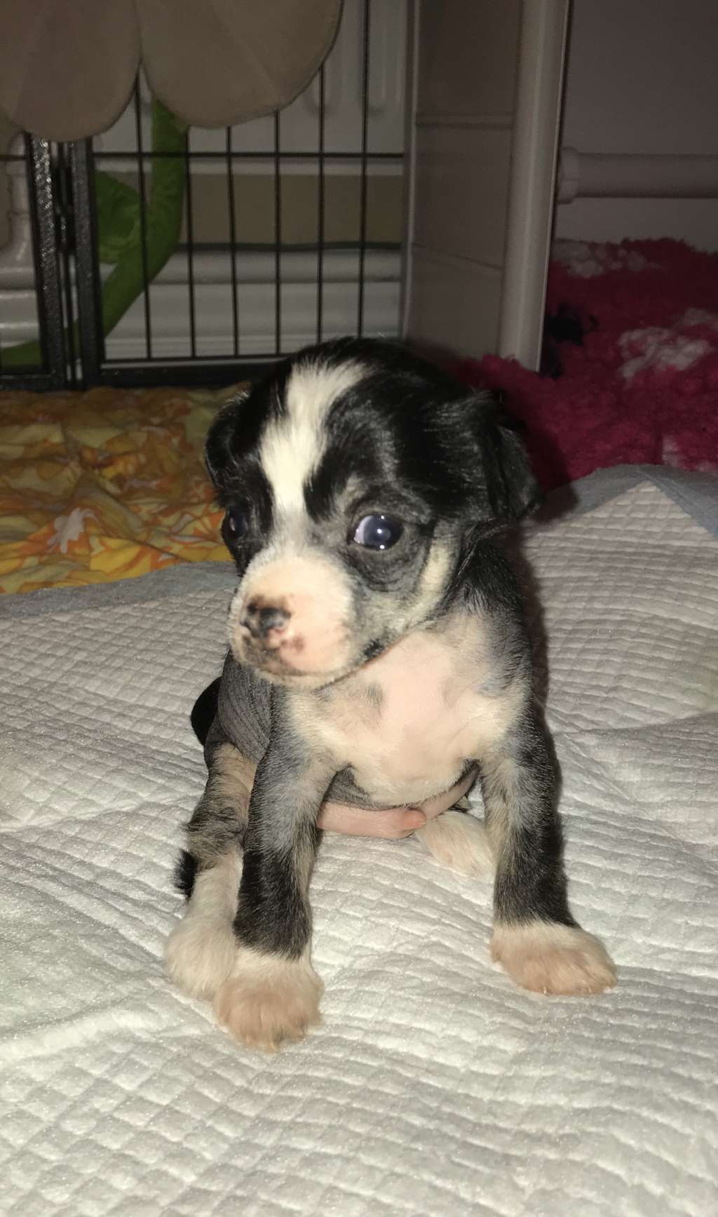 Hottie Tots Fame Flame