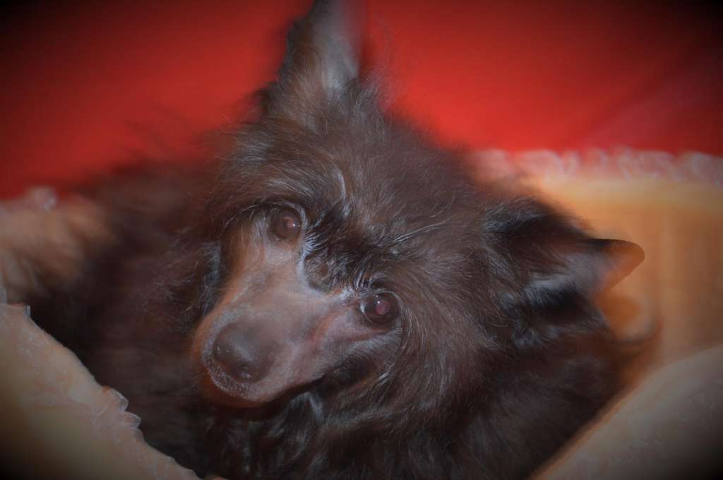 Fausija Jumana Josephine Sophia