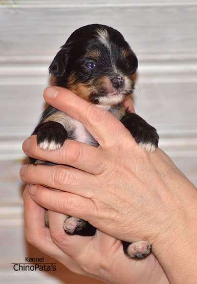 ChinoPata's Legally Bounty Hunter