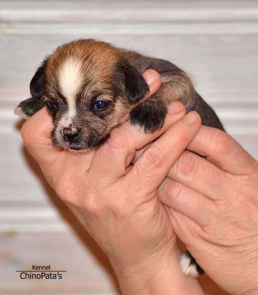 ChinoPata's Little Miss Drama