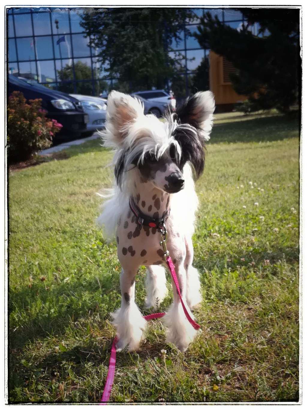 Reaggie z Jasne hvezdy