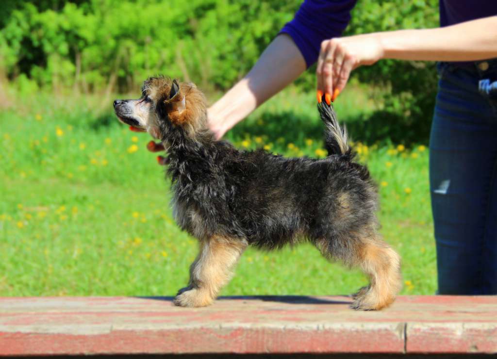 Moonlight Fantasy Elesta