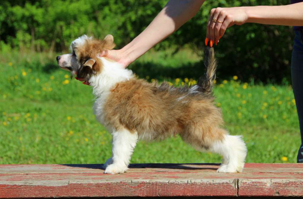 Moonlight Fantasy Ensaf