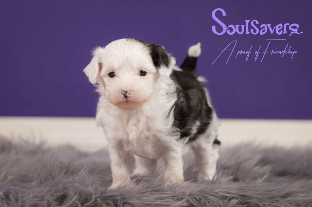 SoulSavers A Proof of Friendship