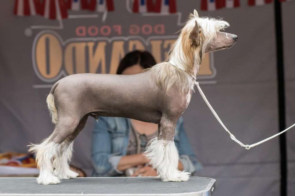 SoulSavers Athletic Gentleman