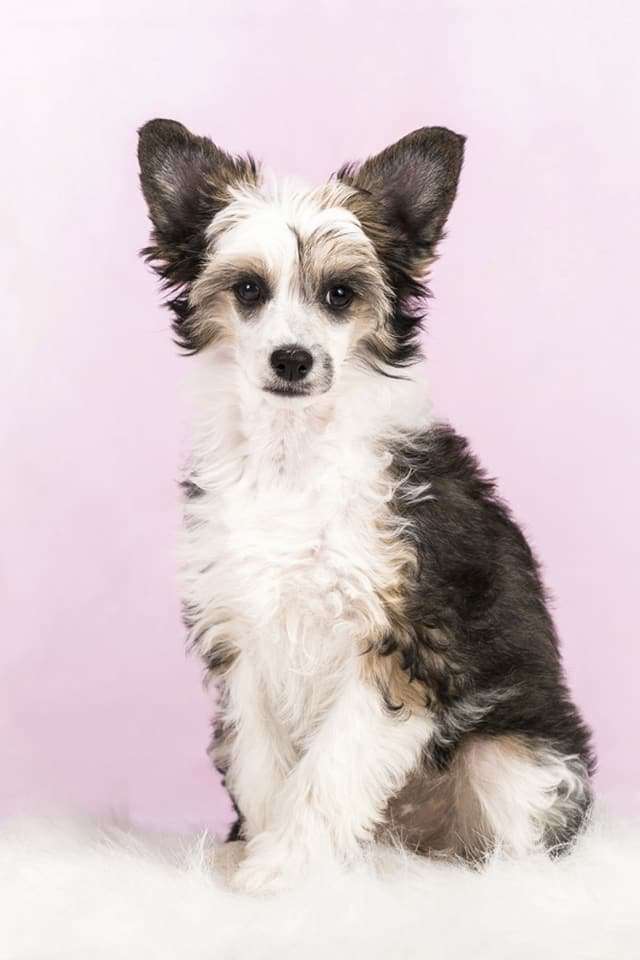 SoulSavers All Inclusive