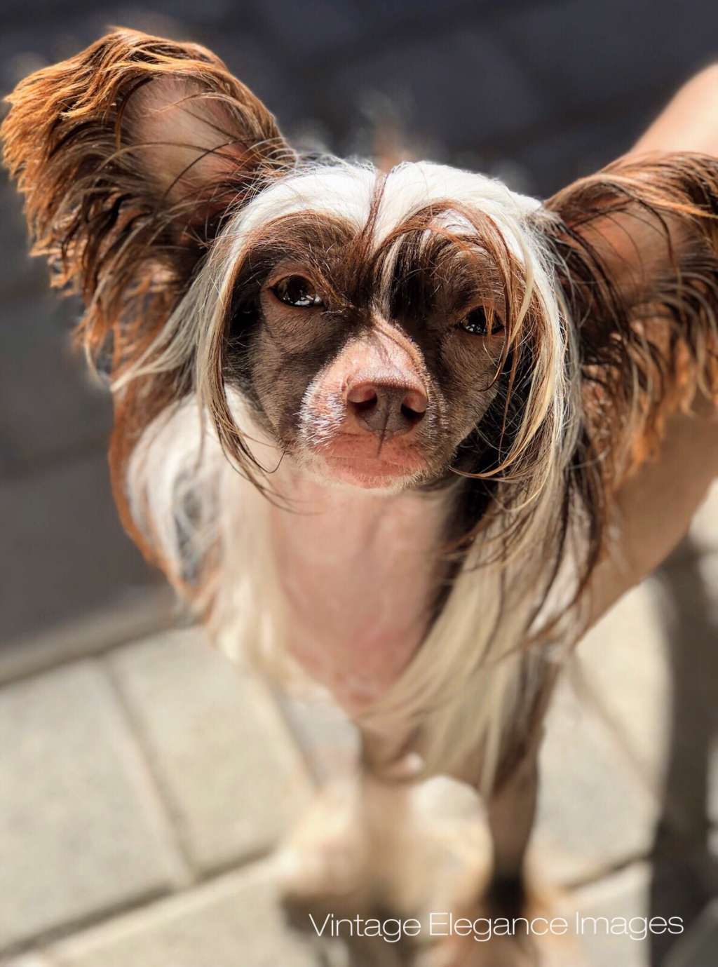 Vintage Elegance Haute Couture