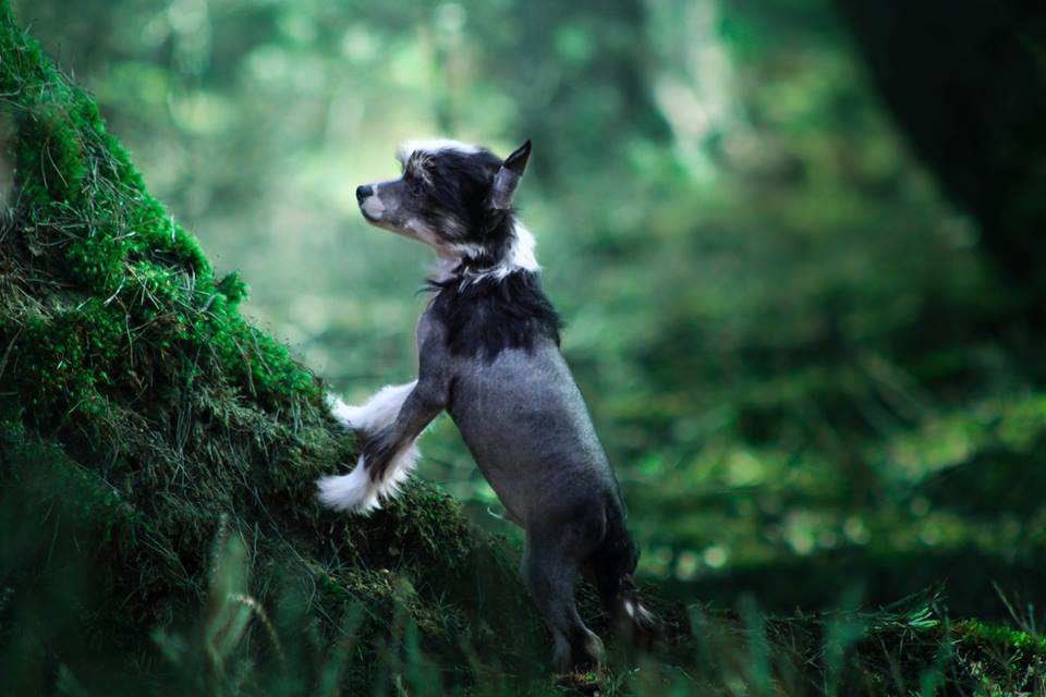 Lord Vader z Gwiazd Kasjopei