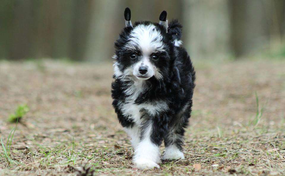 Lando z Gwiazd Kasjopei