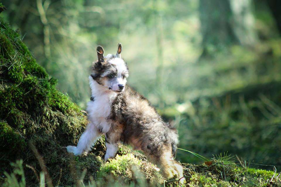 Luke z Gwiazd Kasjopei