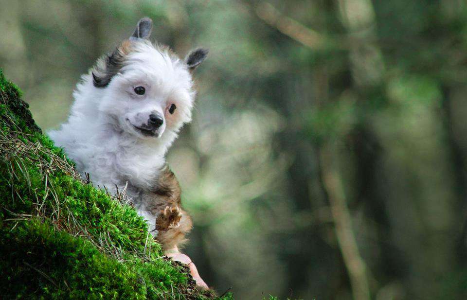 Leia z Gwiazd Kasjopei