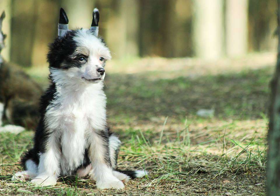 Livia z Gwiazd Kasjopei