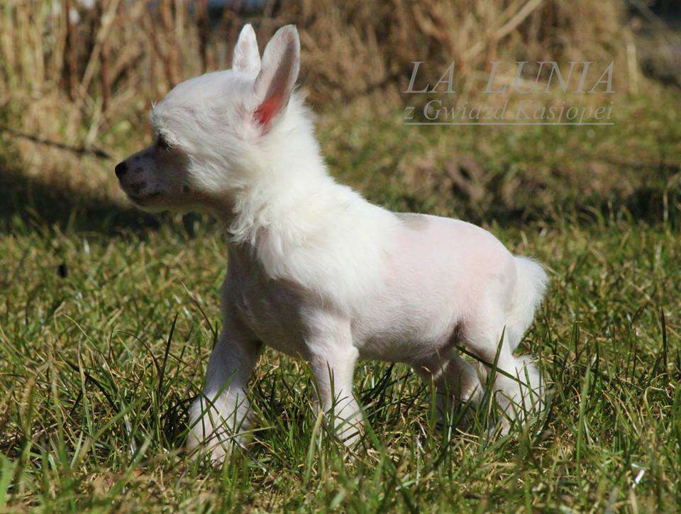 La Lunia z Gwiazd Kasjopei