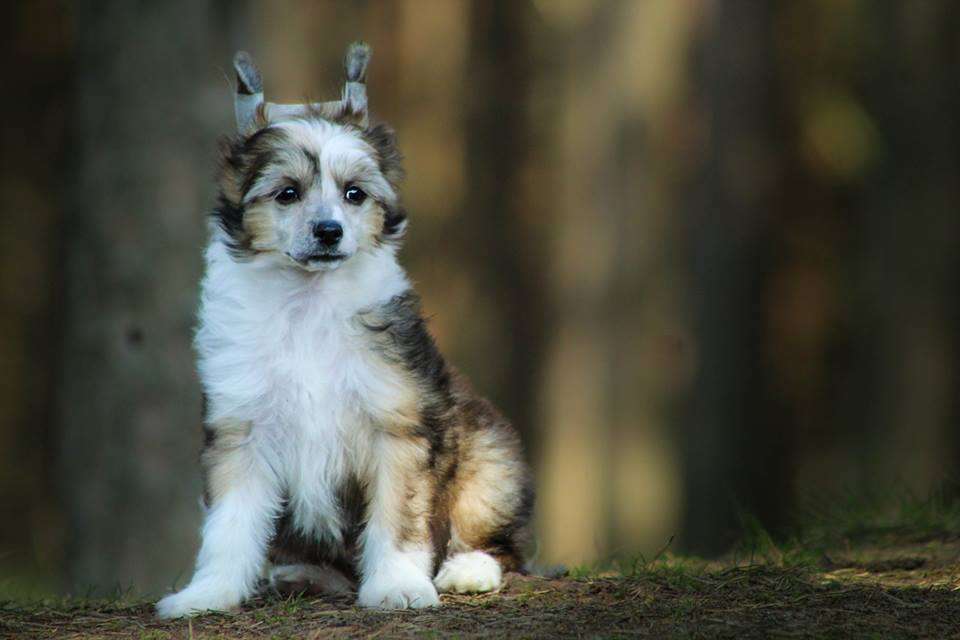 Lili z Gwiazd Kasjopei