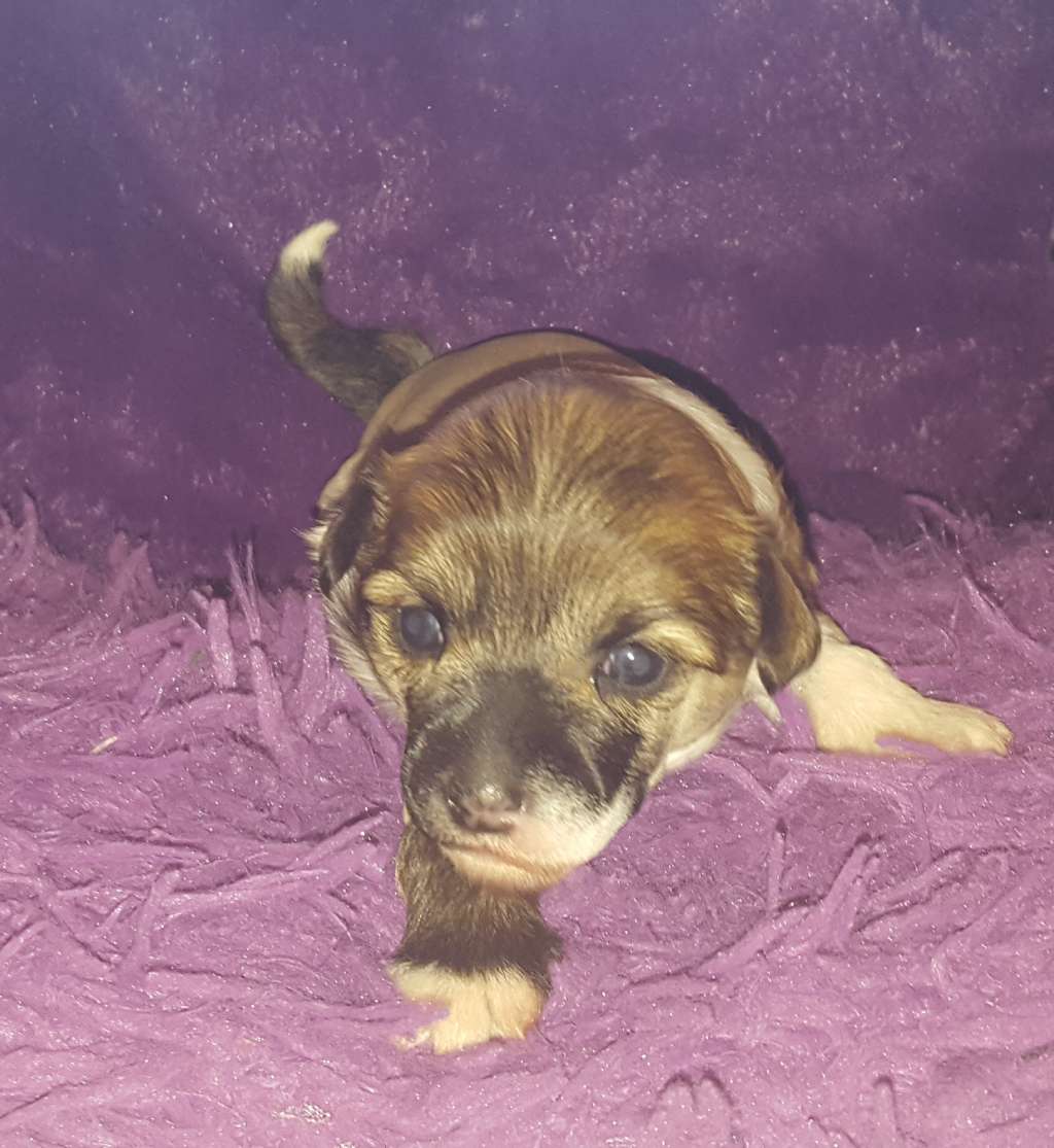 Zhusheng Chen Lu Wami