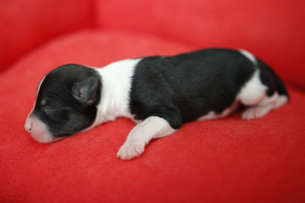 LARISA Kolekcja Szuwarka