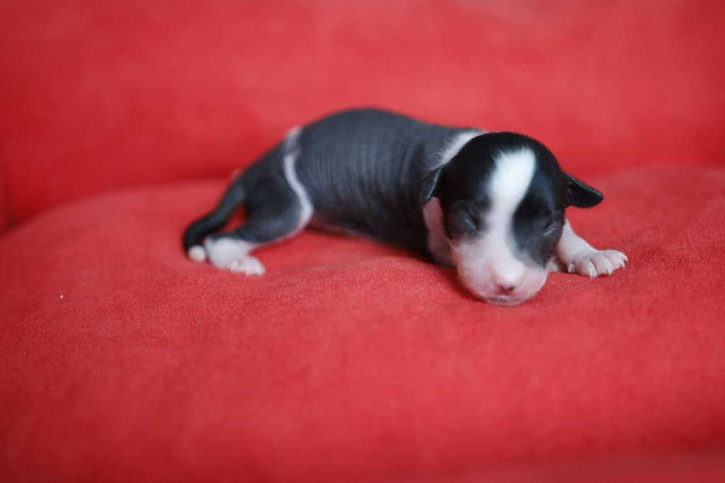 LUCKY Kolekcja Szuwarka