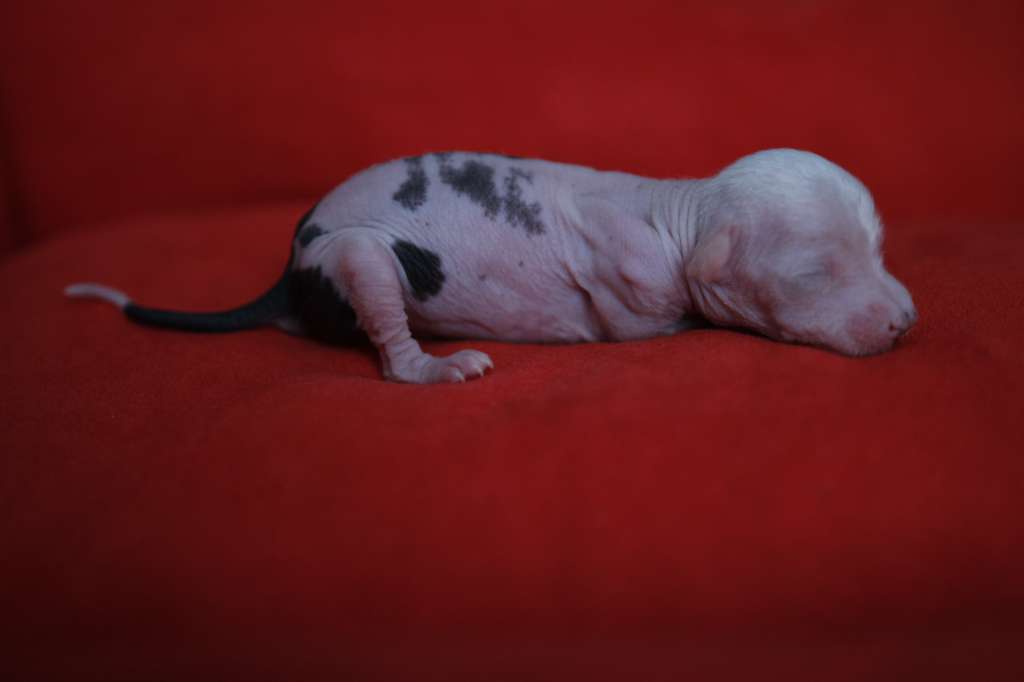 LUNA Kolekcja Szuwarka