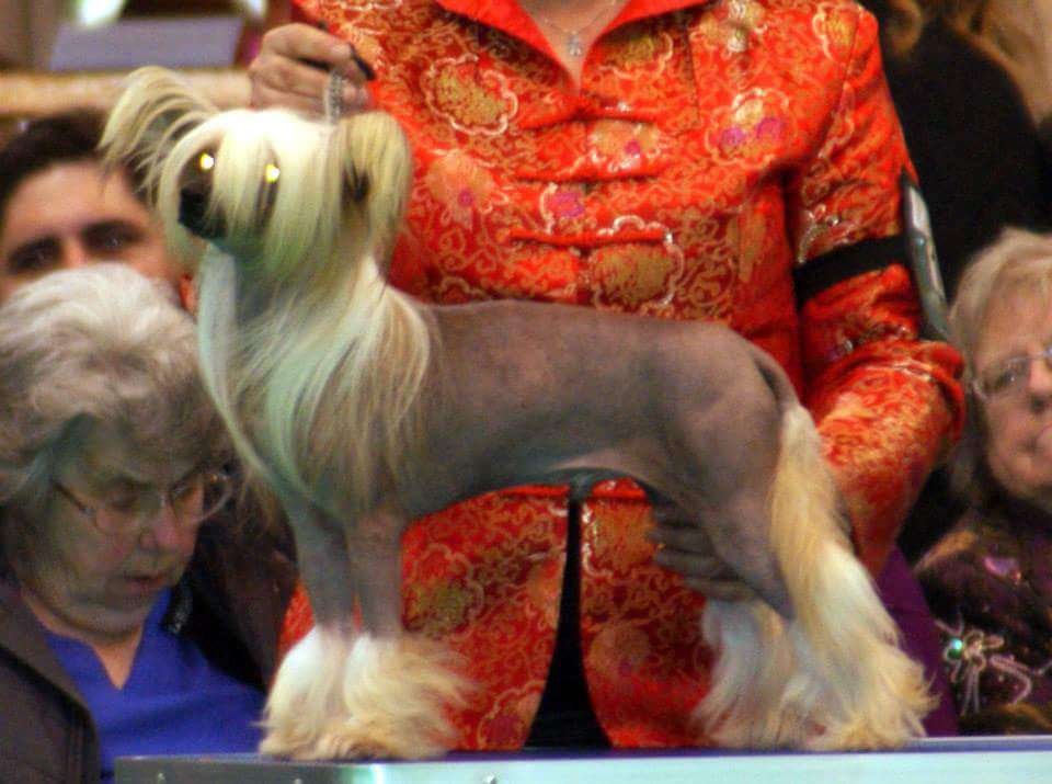 kelsions lord of illusion