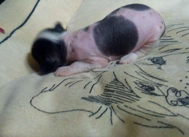 Nefritjvyi Budda Esther Gueen Beauty