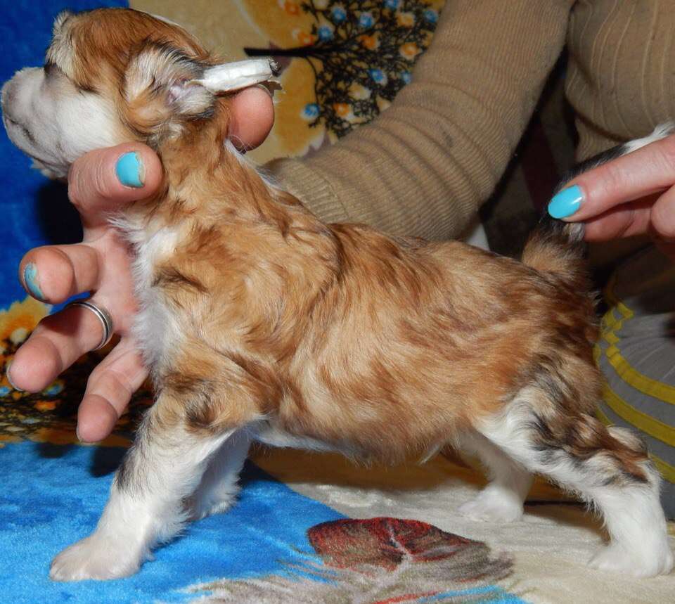 Nefritjvyi BUDDA Yuklid Matthias