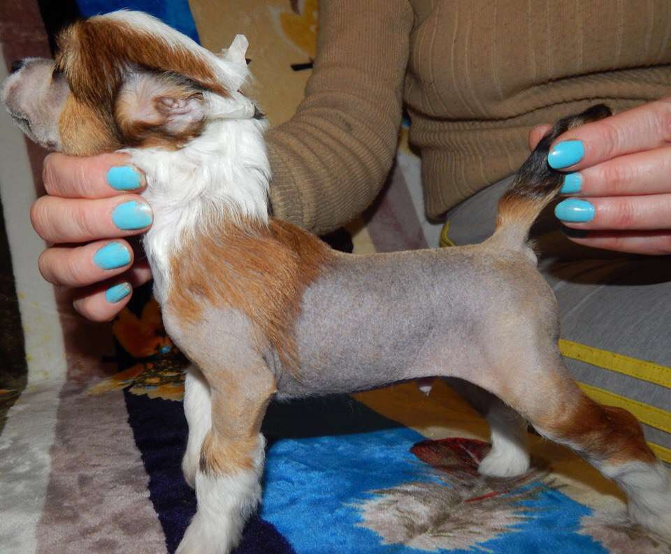 Nefritjvyi BUDDA Yukkin Bittori