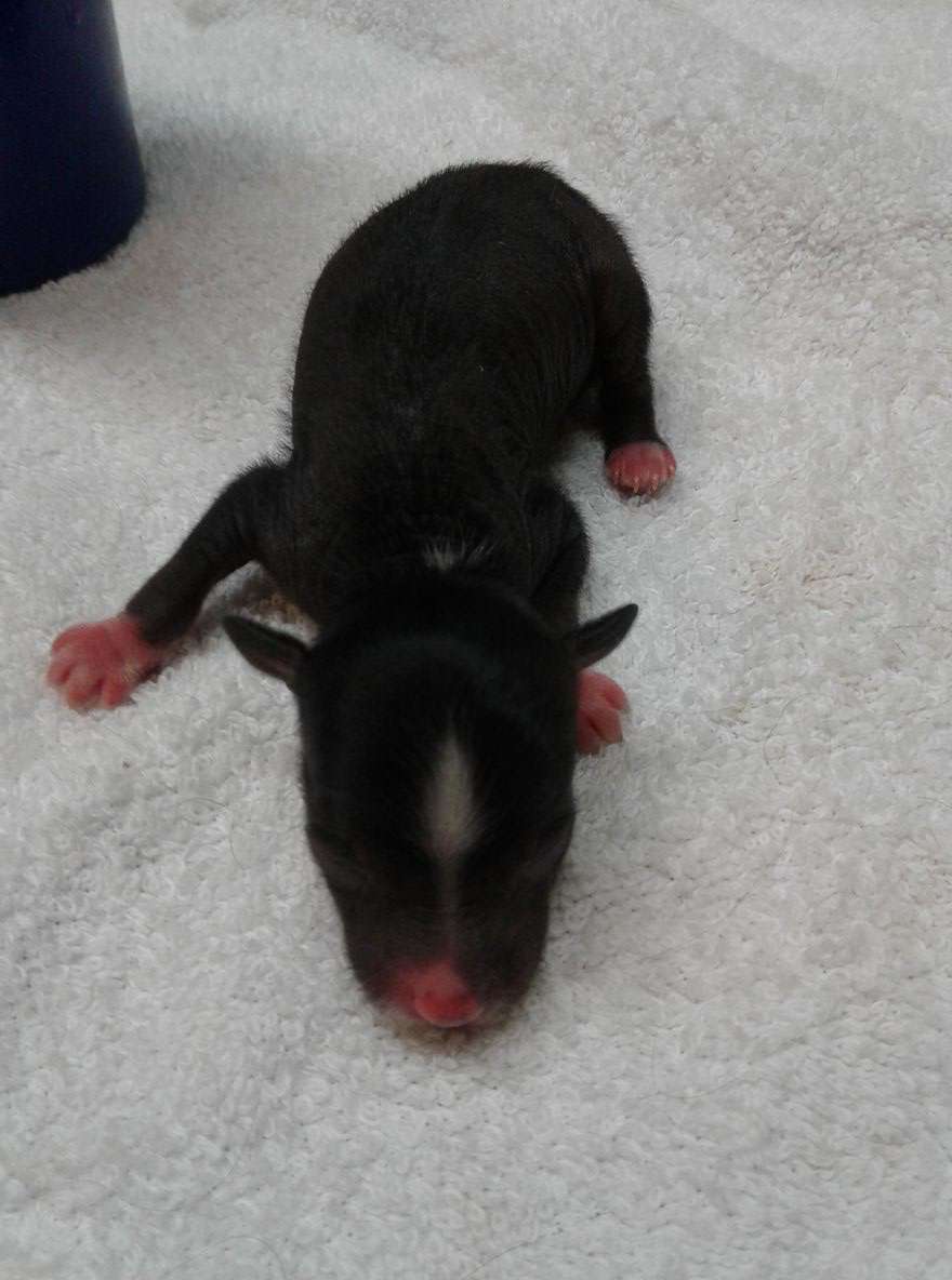 VII Peaks Long Fine And Dande